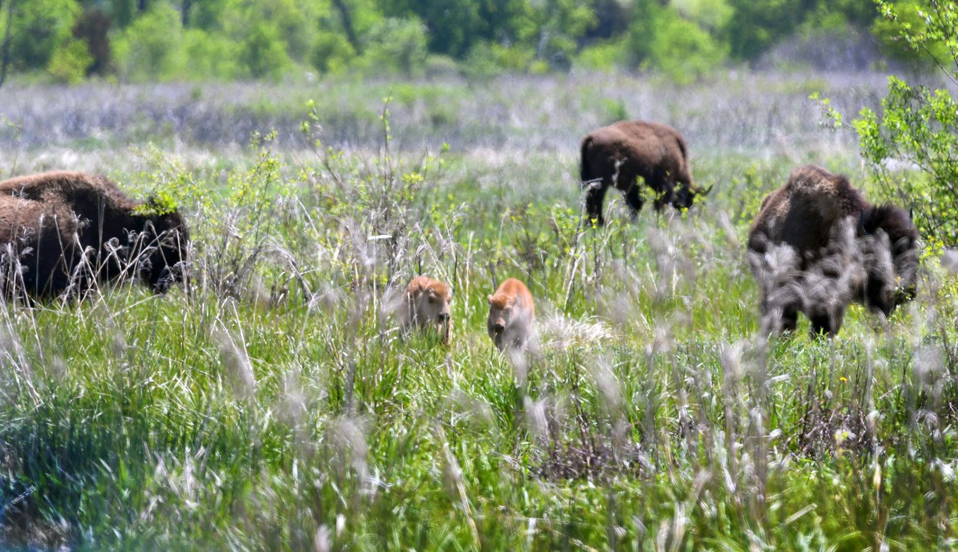 Minneopa bison babies 1